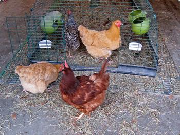 Fuss and Feathers: Day Length, Molting and Egg Production in a Small Flock Image